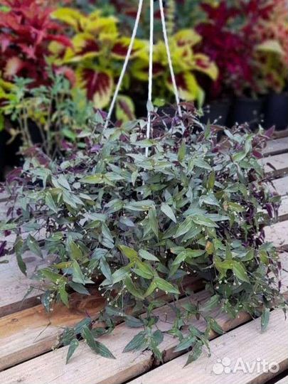 Традесканция, коллизия