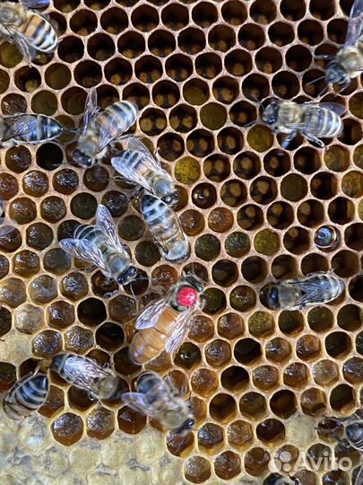 Матки бакфастF1