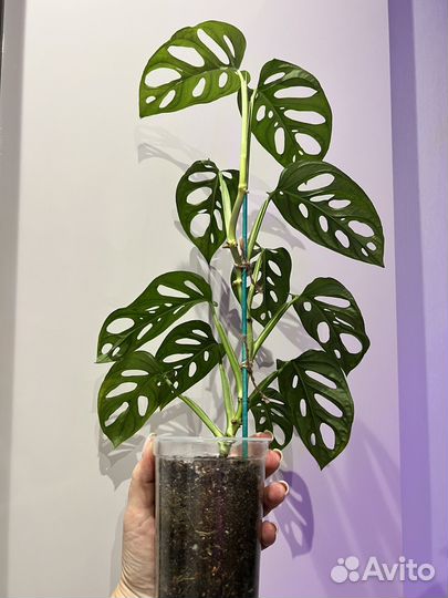 Монстера адансони