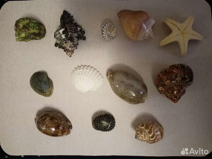 Морские ракушки и мыльница с ракушками
