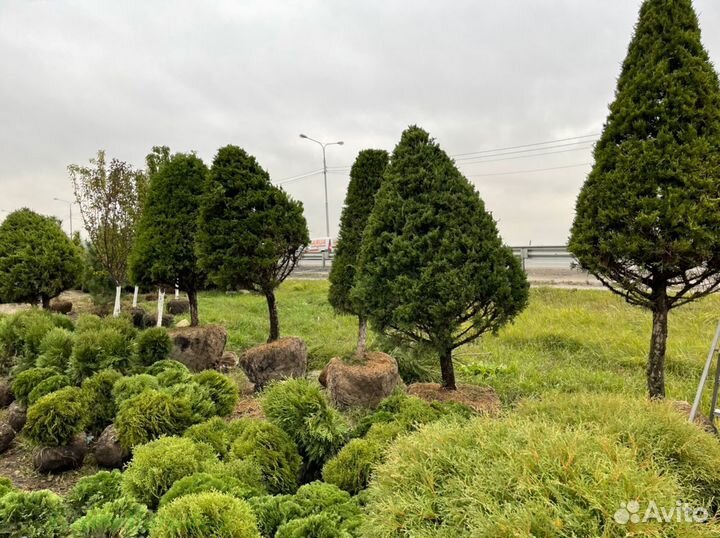 Можжевельник формированный виргинский