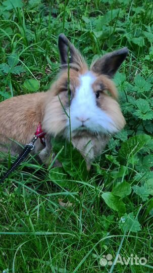 Декоративный кролик