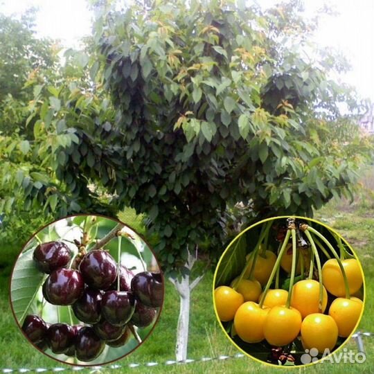 Черешня саженцы