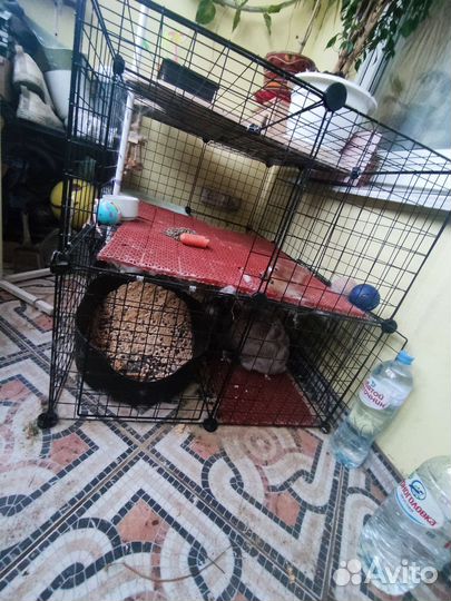 Кролики. В добрые руки