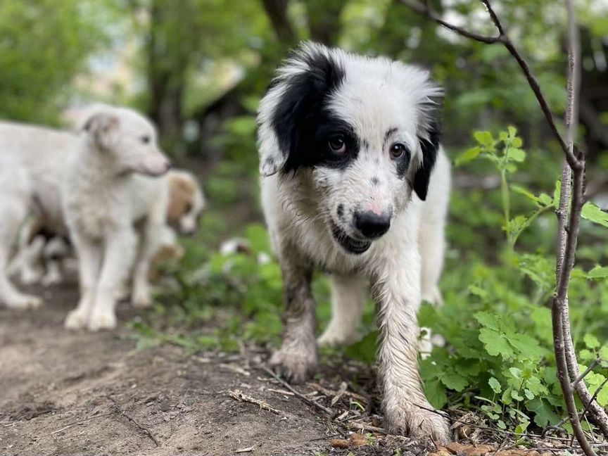 Щенок в добрые руки