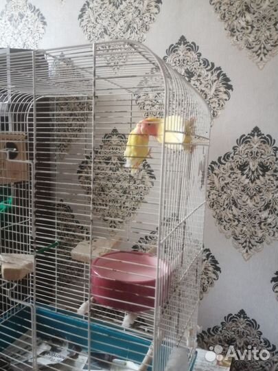 Волнистый попугай с клеткой