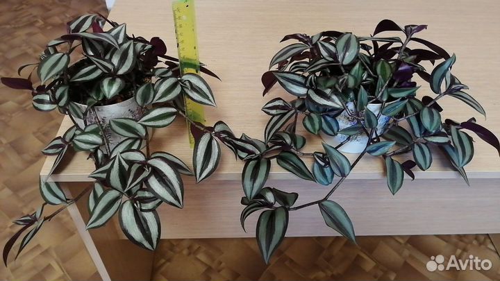 Традесканция зебрина и белая