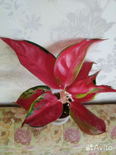 Аглаонема Чайна Ред