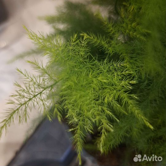 Аспарагус Сетацеус