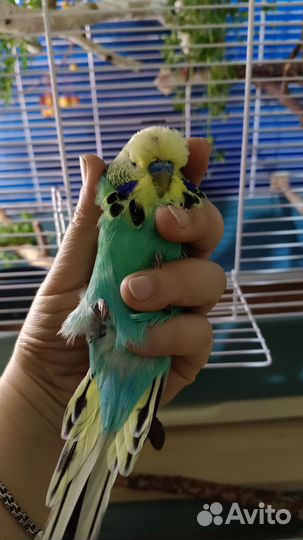 Пара ввп Чехов