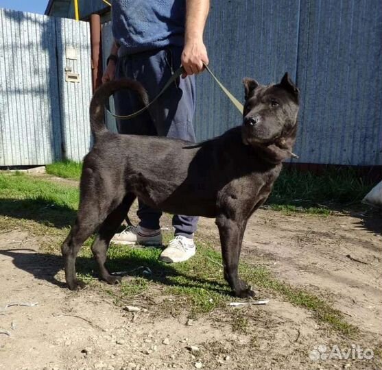 Собака в дар