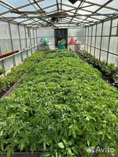 Рассада помидоров и перцев