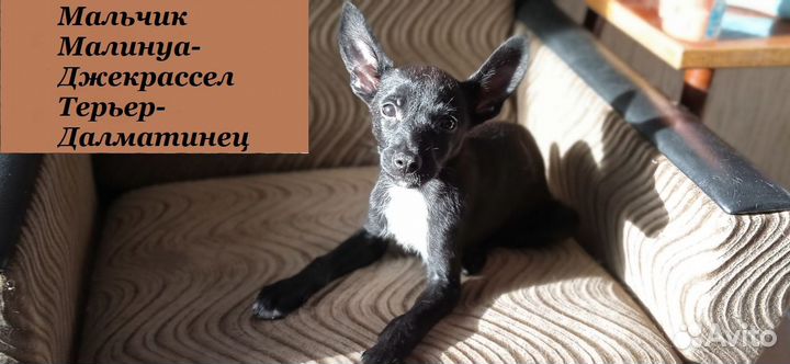 Щенки бесплатно