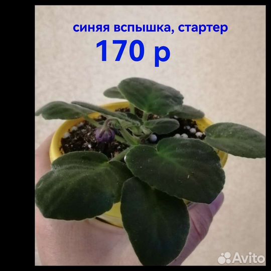 Фиалка стартер
