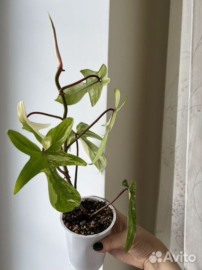 Филодендрон маска вариегатная