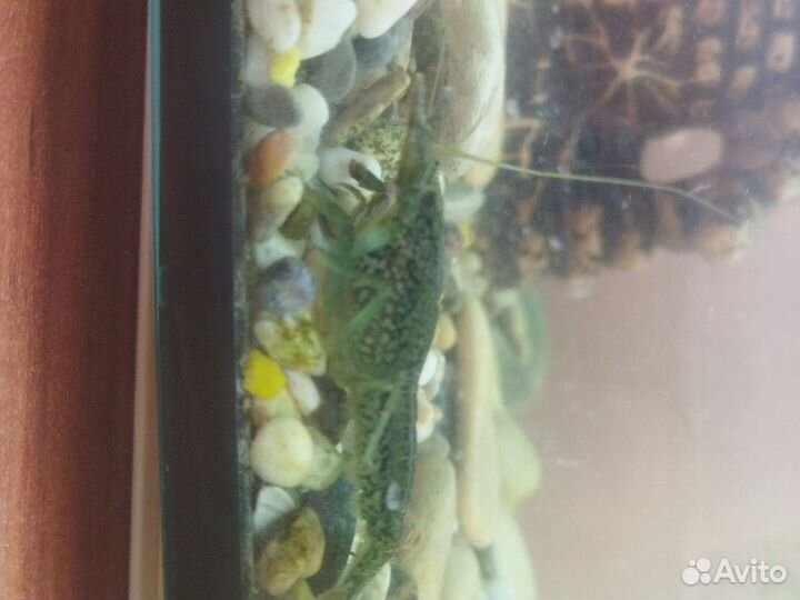 Аквариумные животные и оборудование