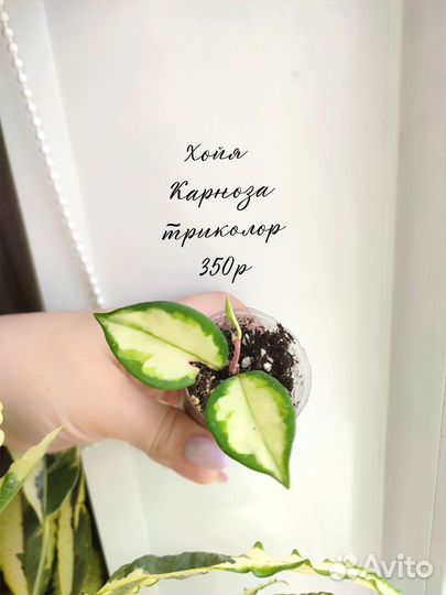 Цветы комнатные, хойи, эпипремнум, папоротник