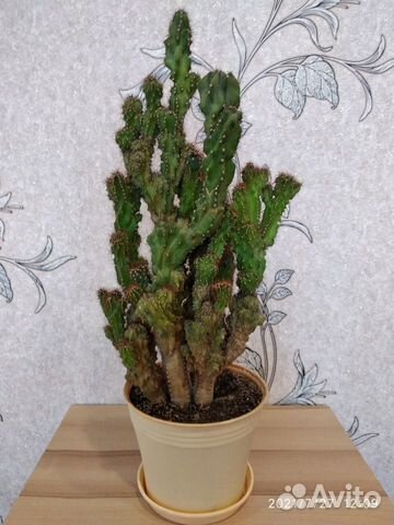 Кактус скалистый