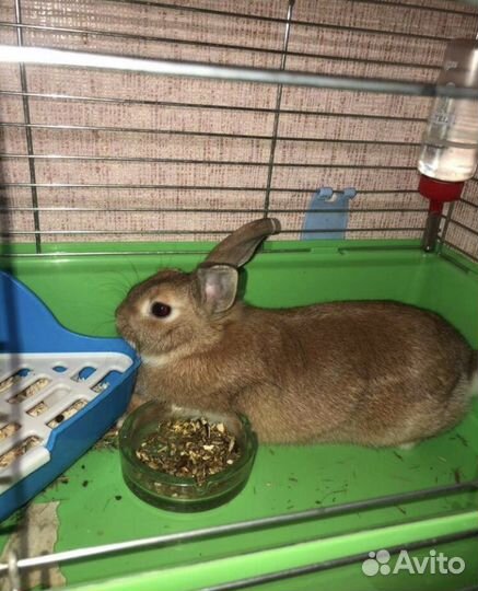 Декоративные кролики