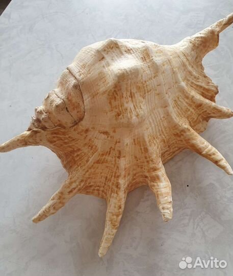 Большие морсие раковины