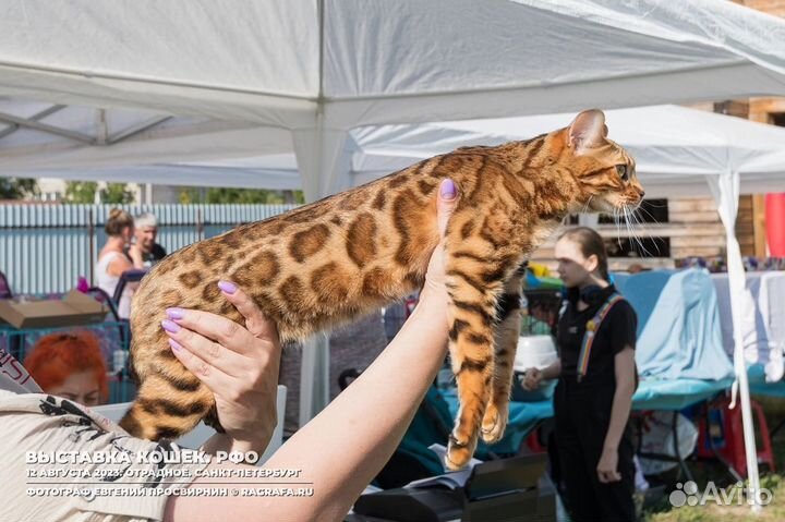 Бенгальские котята с документами