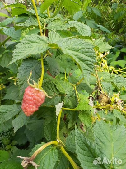 Саженцы крупной малины, ягода