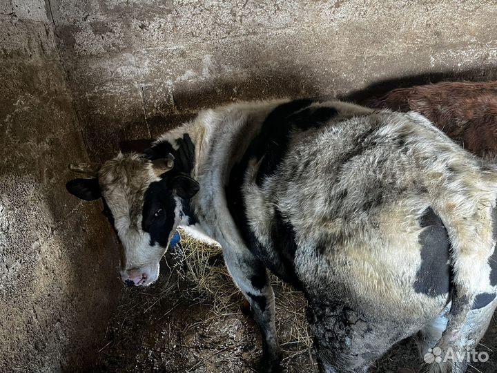 Бык и телка