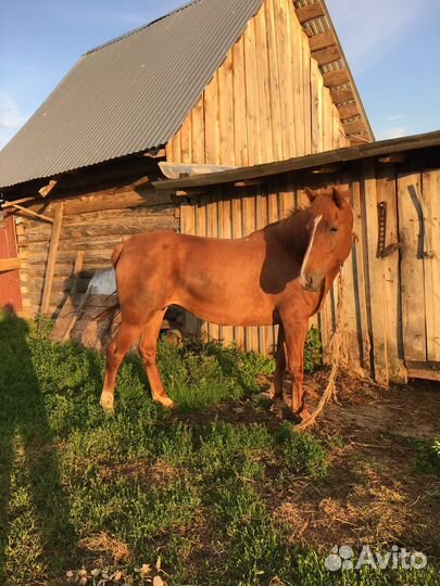 Продам лошадь