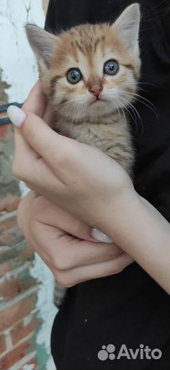 Котенок в дар бесплатно
