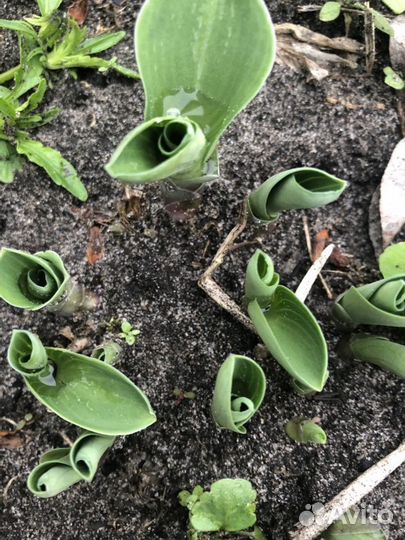 Хосты, примулы