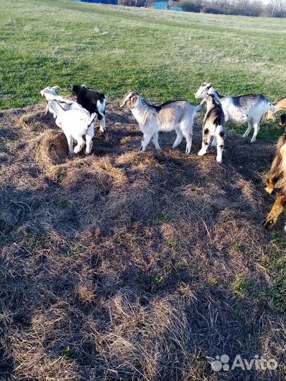 Козы и козлята