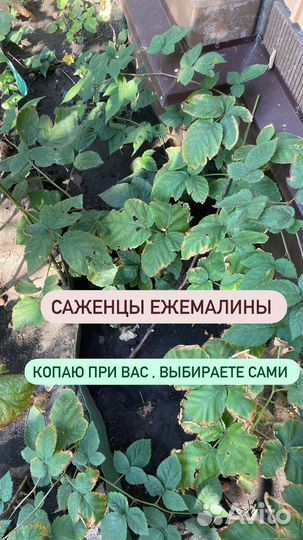 Черенки смородина, войлочная вишня, едемалина