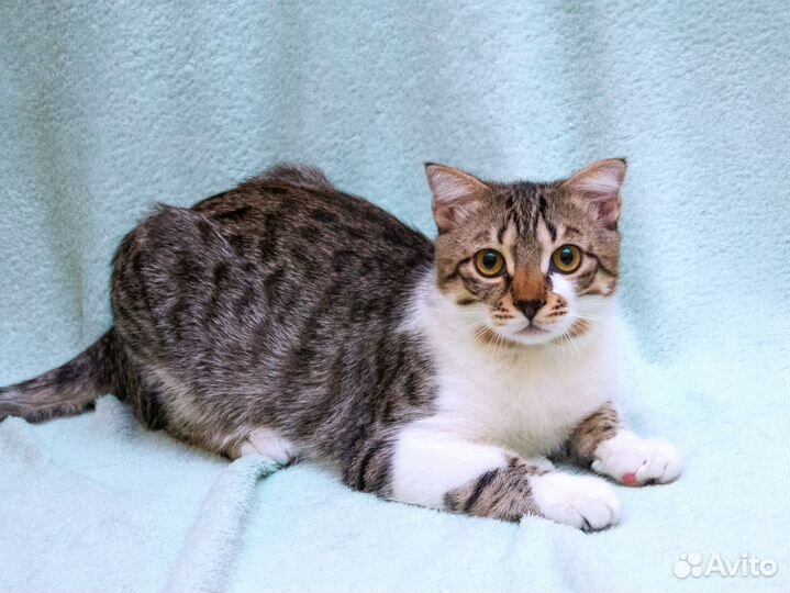 Котёнок-мальчик Болик, вислоухий