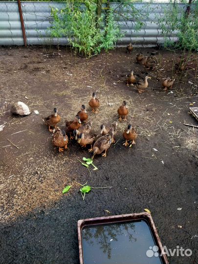 Селезни кряквы