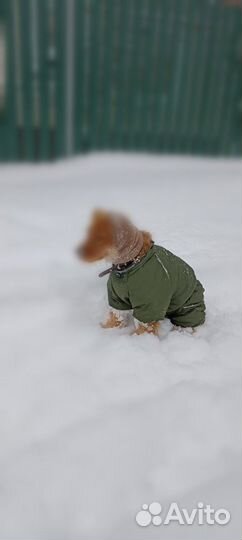 Куртка для собак