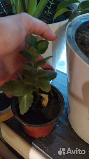 Каланхоэ, дерево счастья, молочай