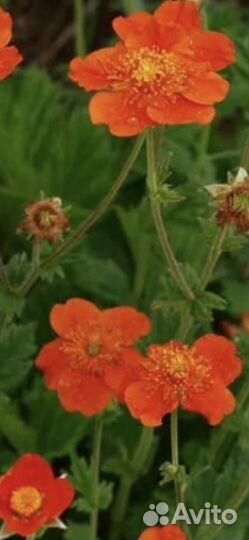 Гравилат многолетний