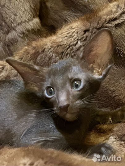 Ориентальные котята