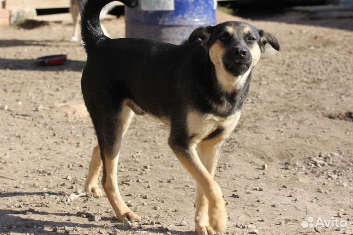 Собака Джастин