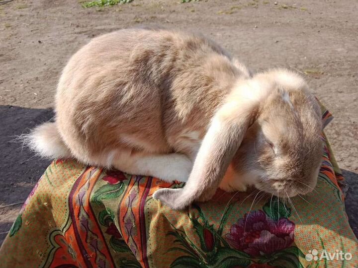 Французский баран