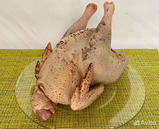 Куры домашние