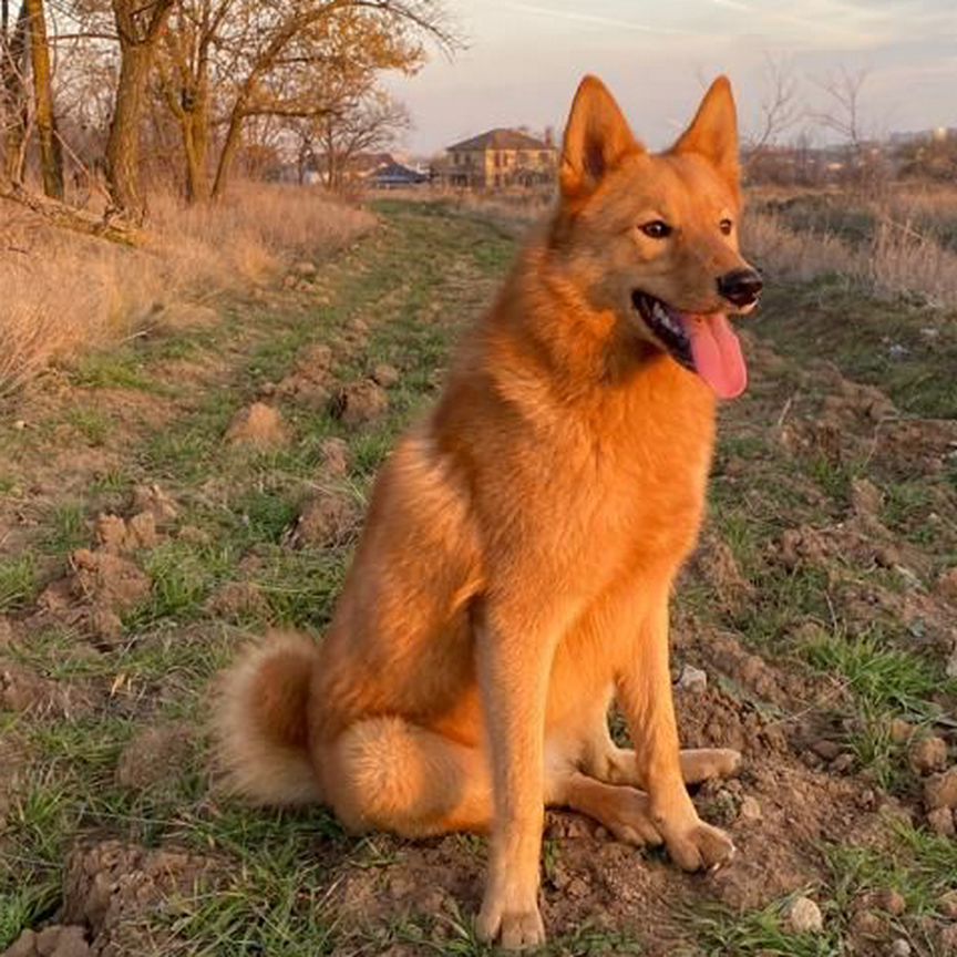 Финский шпиц. Вязка