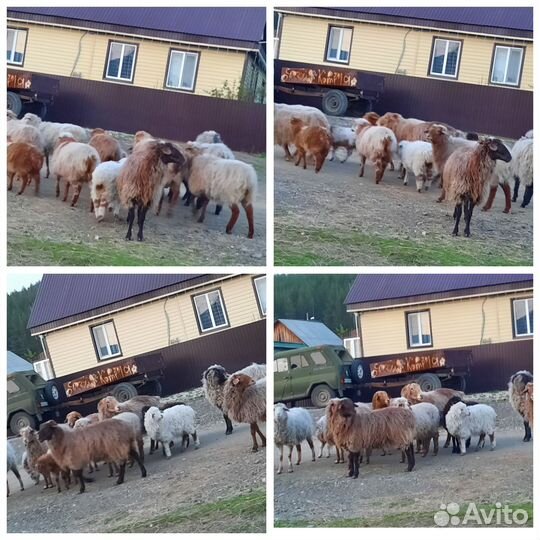 Курдючные бараны,овцы