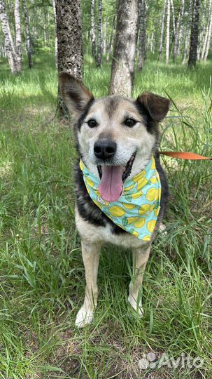 Ласковая собака Сэм ищет дом