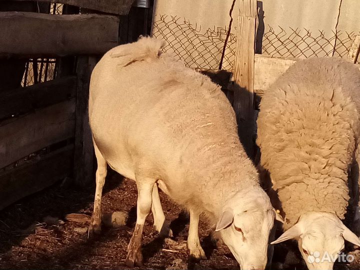 Катумские баран