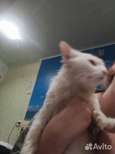 Ласковый котенок