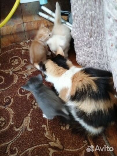 Котята дворовые, мама трех цветная