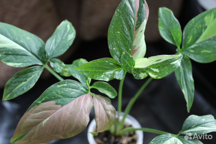 Сингониумы сортовые