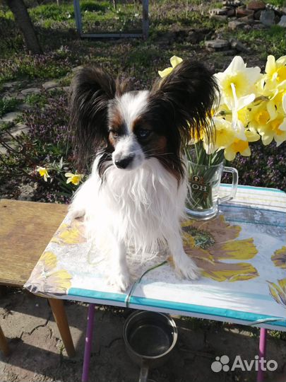 Папийон вязка