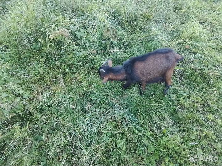 Вьетнамские поросята